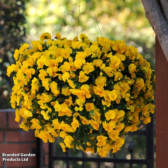 Pansy 'Coolwave Yellow'