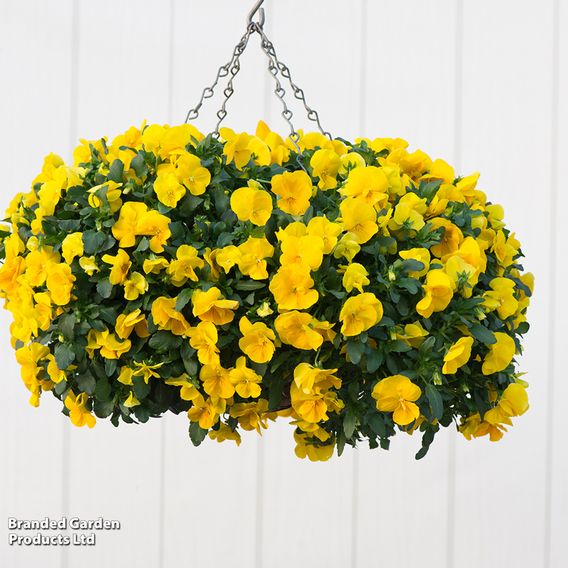 Pansy 'Coolwave Yellow'