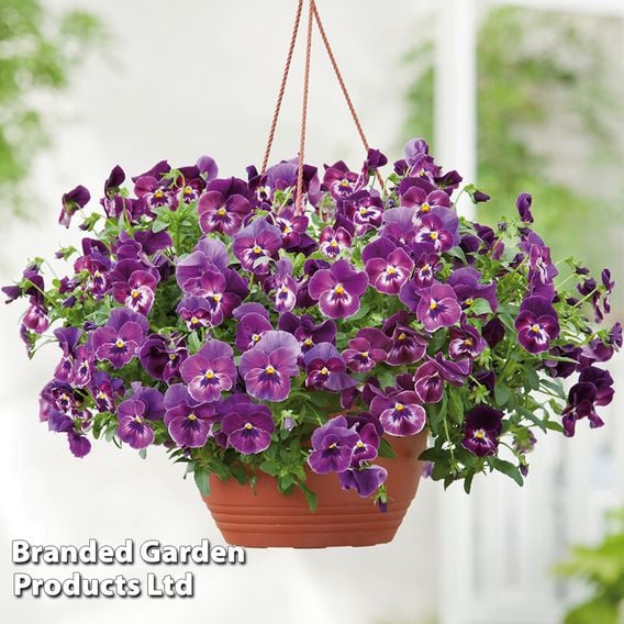 Pansy Coolwave Collection