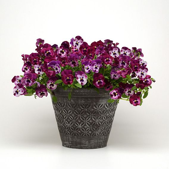 Pansy Plants - Cool Wave Raspberry