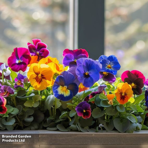 Pansy 'Giant Fancy Mix' - Seeds