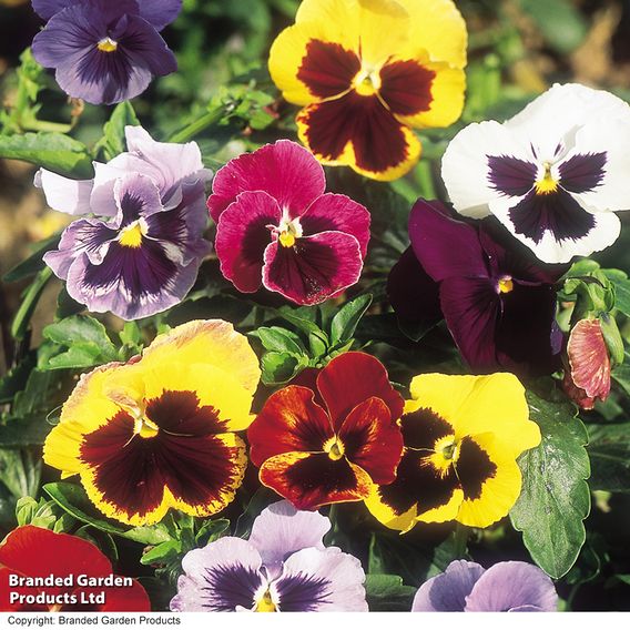 Pansy 'Giant Fancy Mix' - Seeds