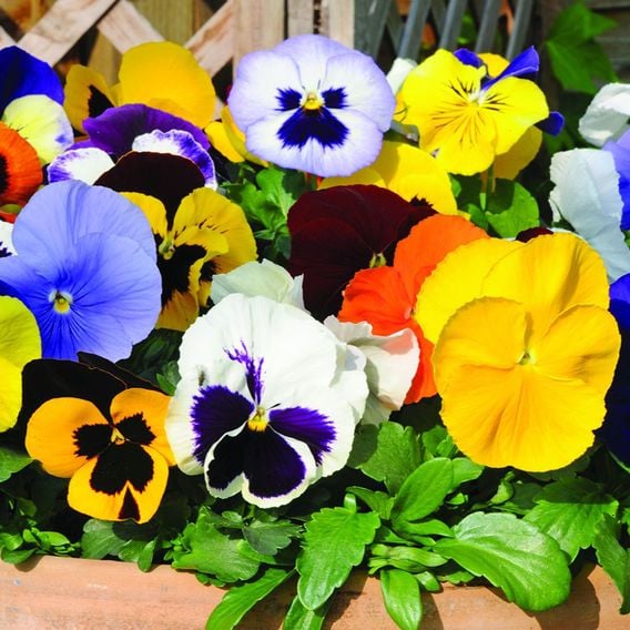 Pansy 'Matrix&trade; Mixed'