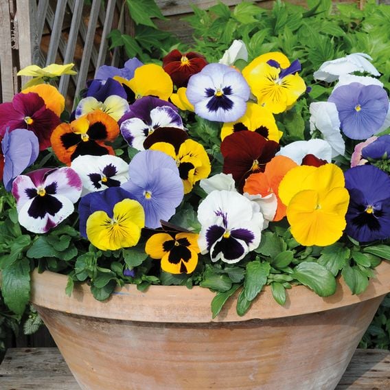 Pansy 'Matrix&trade; Mixed'