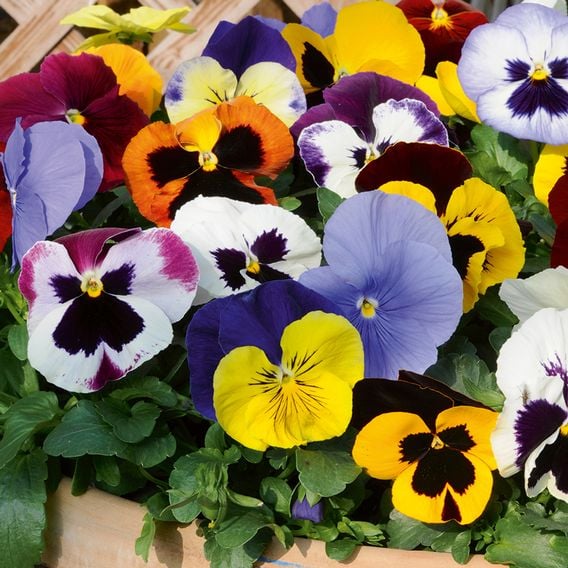 Pansy 'Matrix&trade; Mixed'