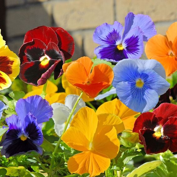 Pansy 'Matrix&trade; Mixed'