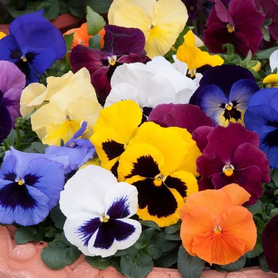 Pansy 'Matrix&trade; Mixed'
