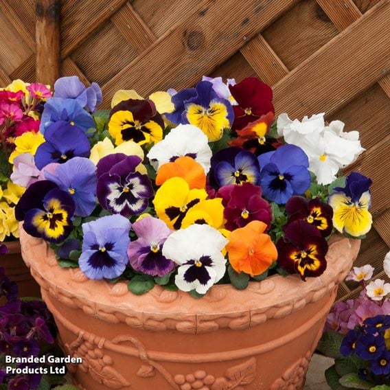 Winter Rainbow Bumper Bedding Collection