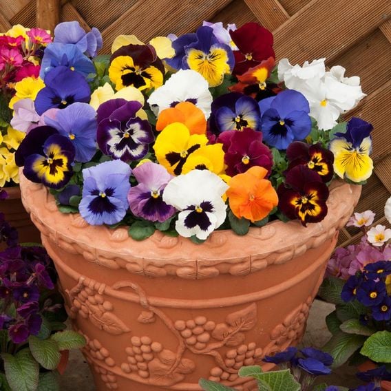 Pansy 'Matrix&trade; Mixed'