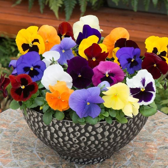 Pansy 'Matrix&trade; Mixed'