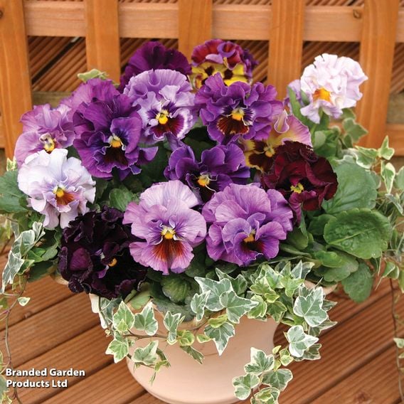 Pansy 'Moulin Rouge Mix'
