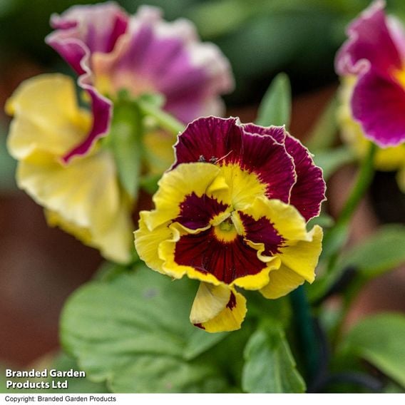 Pansy 'Moulin Rouge Mix'