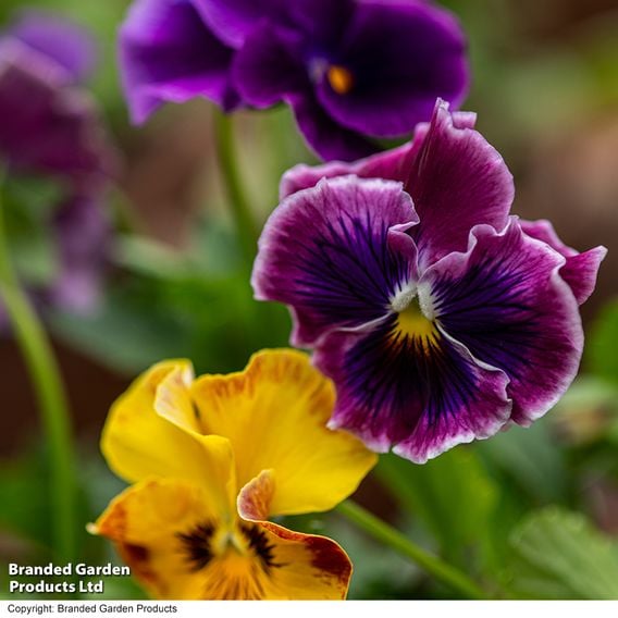 Pansy 'Moulin Rouge Mix'