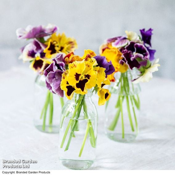 Pansy 'Moulin Rouge Mix'