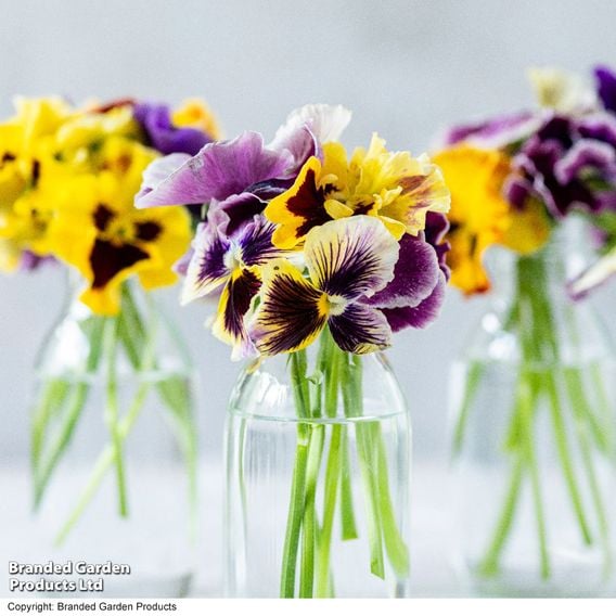 Pansy 'Moulin Rouge Mix'