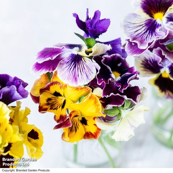 Pansy 'Moulin Rouge Mix'