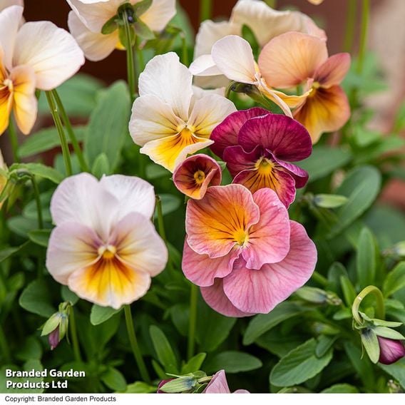 Pansy 'Antique Shades'