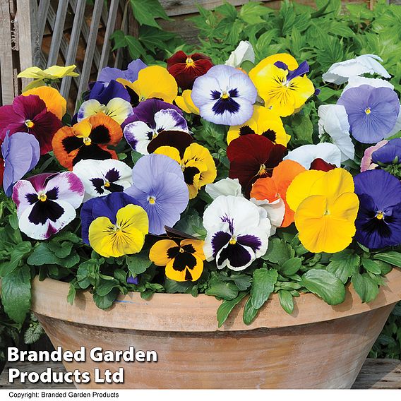 Pansy 'Summertime Mix'