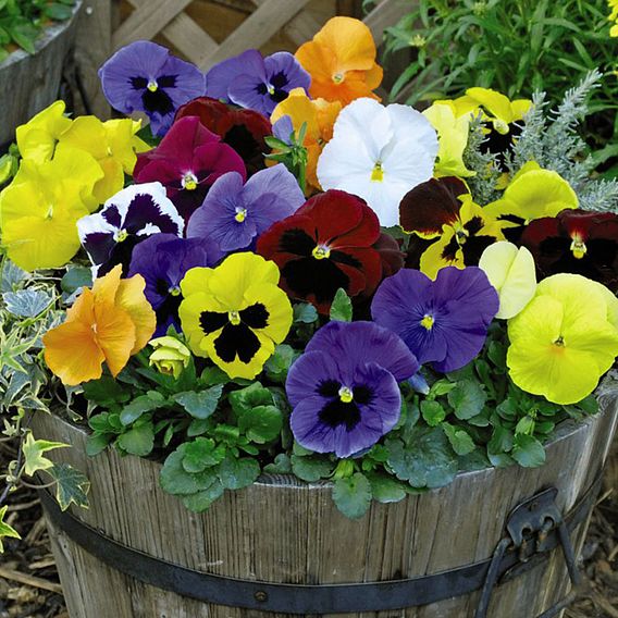 Pansy 'Universal Mixed' F1 Hybrid