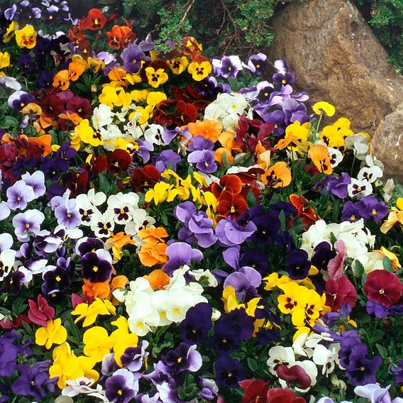 Pansy 'Universal Mixed' F1 Hybrid