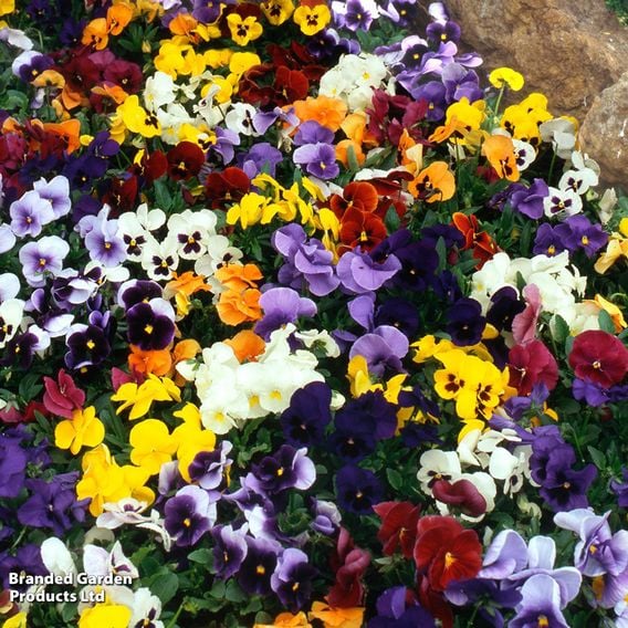 Winter Rainbow Bumper Bedding Collection