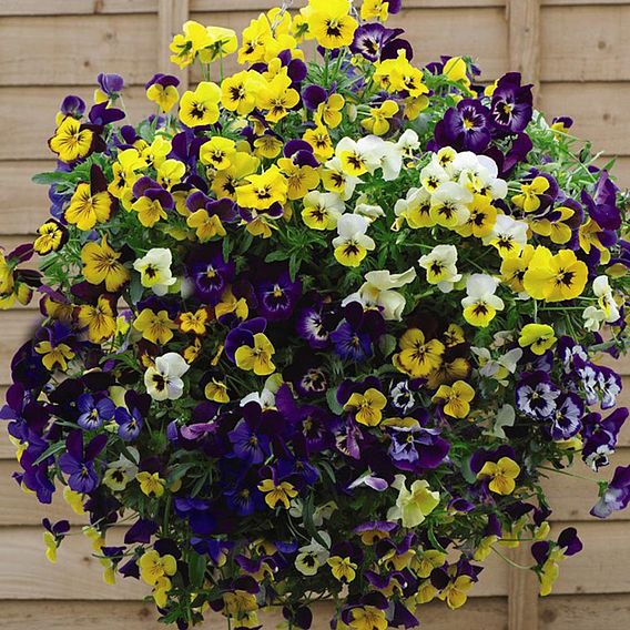 Viola (Pansy) 'Waterfall Mix'