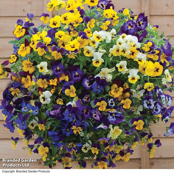Viola (Pansy) 'Waterfall Mix'