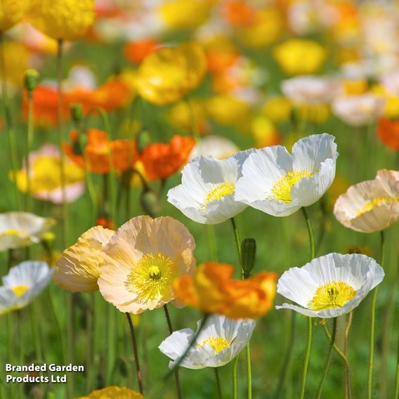 Poppy 'Iceland Poppy' - Seeds