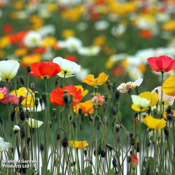 Poppy 'Iceland Poppy' - Seeds