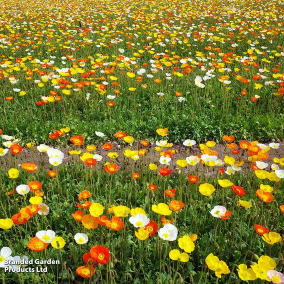 Poppy 'Iceland Poppy' - Seeds