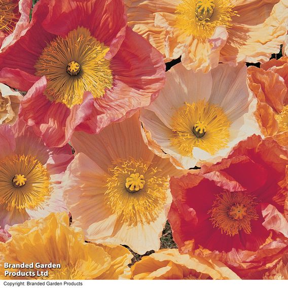 Poppy 'Iceland Poppy' - Seeds