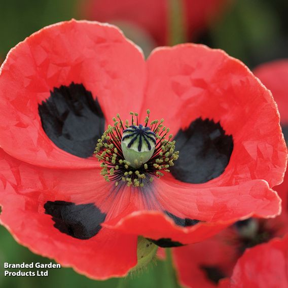 Poppy 'Ladybird' - Seeds