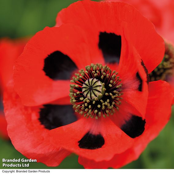 Poppy 'Ladybird' - Seeds