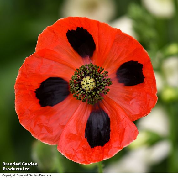 Poppy 'Ladybird' - Seeds