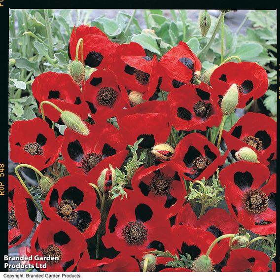 Poppy 'Ladybird' - Seeds