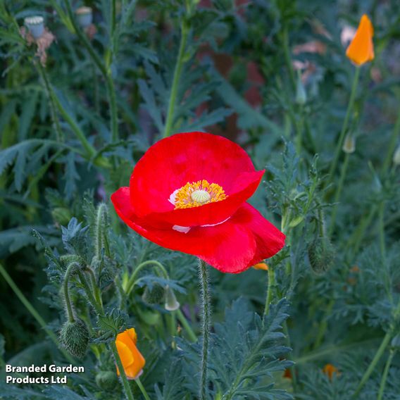 Poppy 'Legion Of Honor' - Seeds