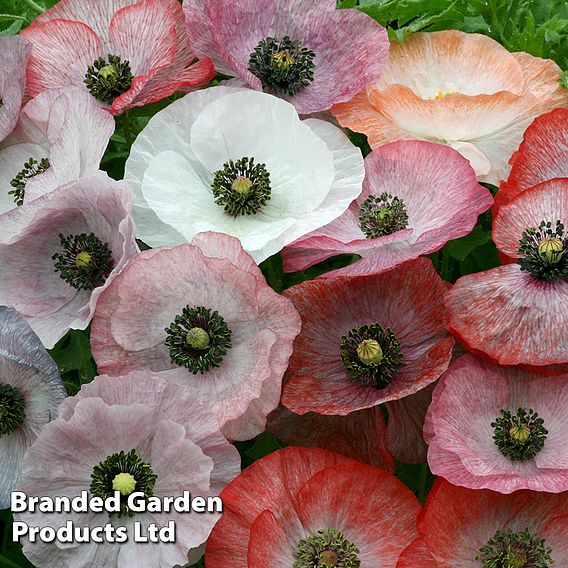 Poppy 'Mother of Pearl' - Seeds