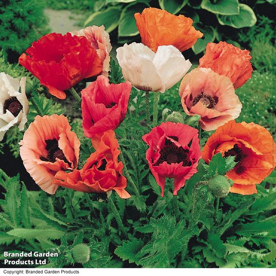 Poppy 'Pizzicato'