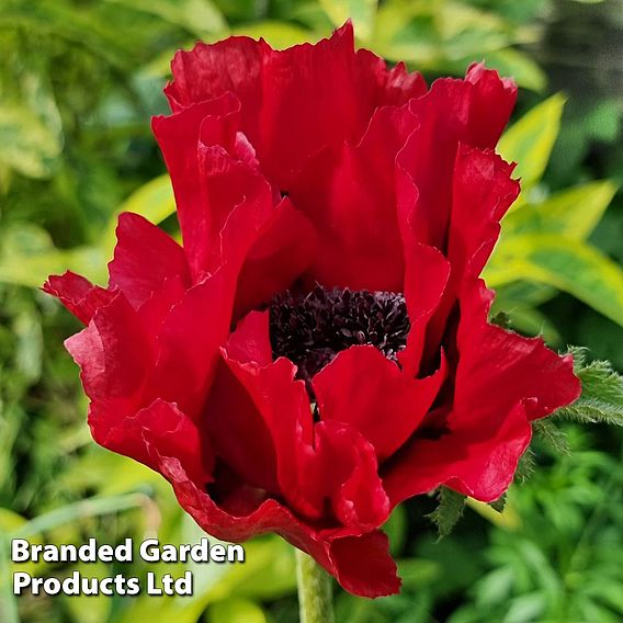 Poppy 'Red Rumble'