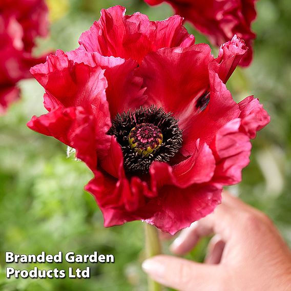 Poppy 'Red Rumble'