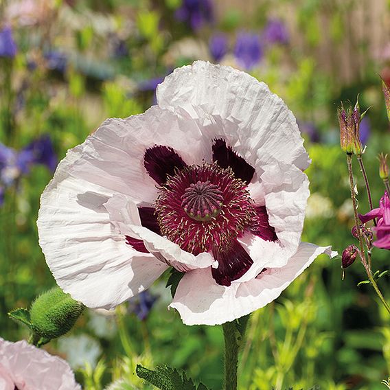Poppy 'Royal Wedding' - Seeds