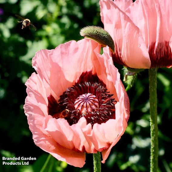 Poppy 'Victoria Louise'