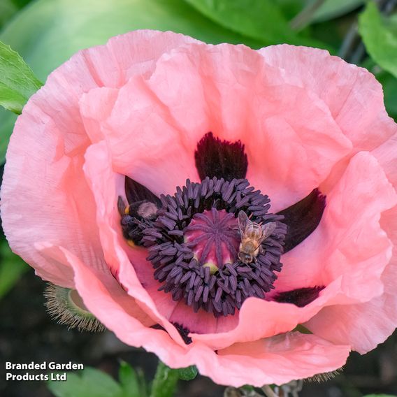 Poppy 'Victoria Louise'