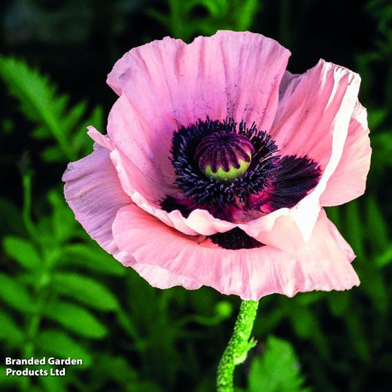 Poppy 'Victoria Louise'