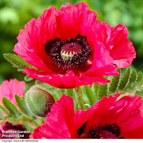 Poppy 'Watermelon'
