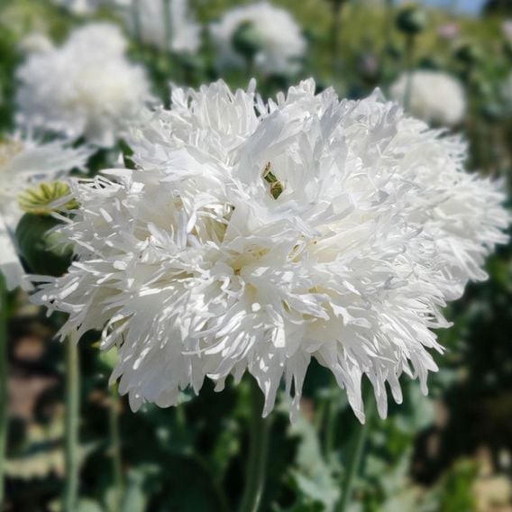 Poppy 'White Swan' - Seeds