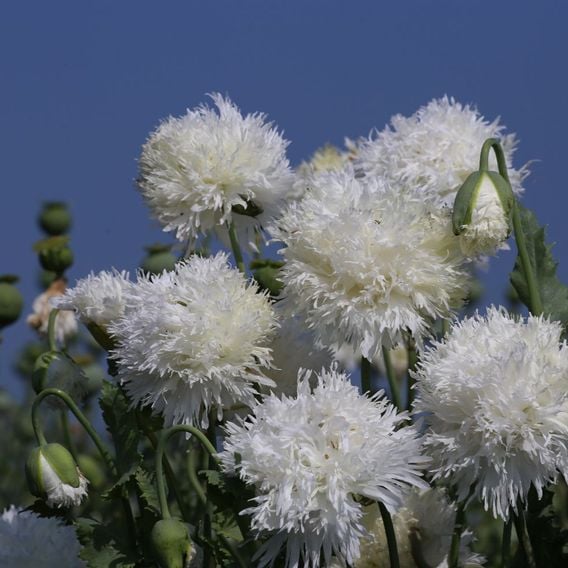 Poppy 'White Swan' - Seeds