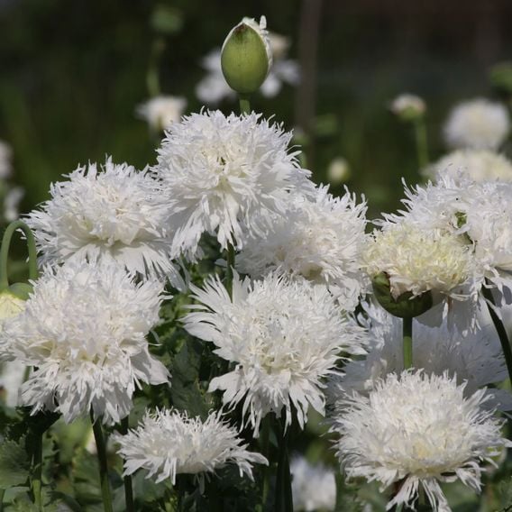Poppy 'White Swan' - Seeds