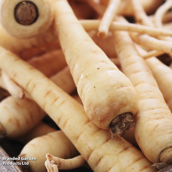 Parsnip F1 'Albion' - Seeds
