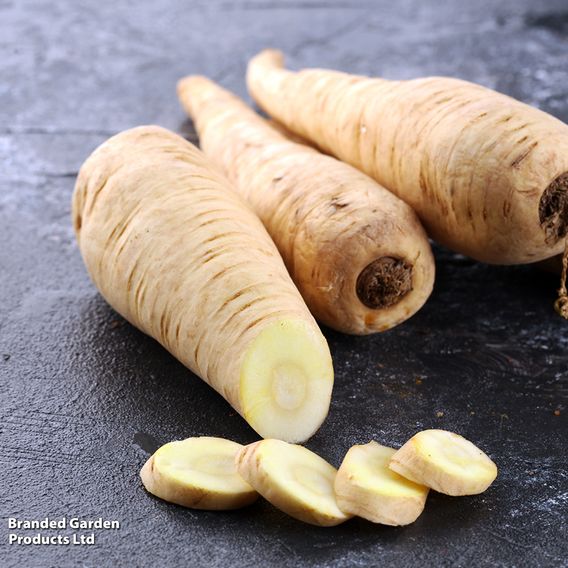 Parsnip F1 'Albion' - Seeds